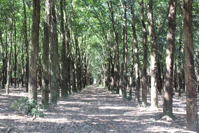 Thông báo đấu giá tài sản của Công ty cổ phần cao su Sông Bé