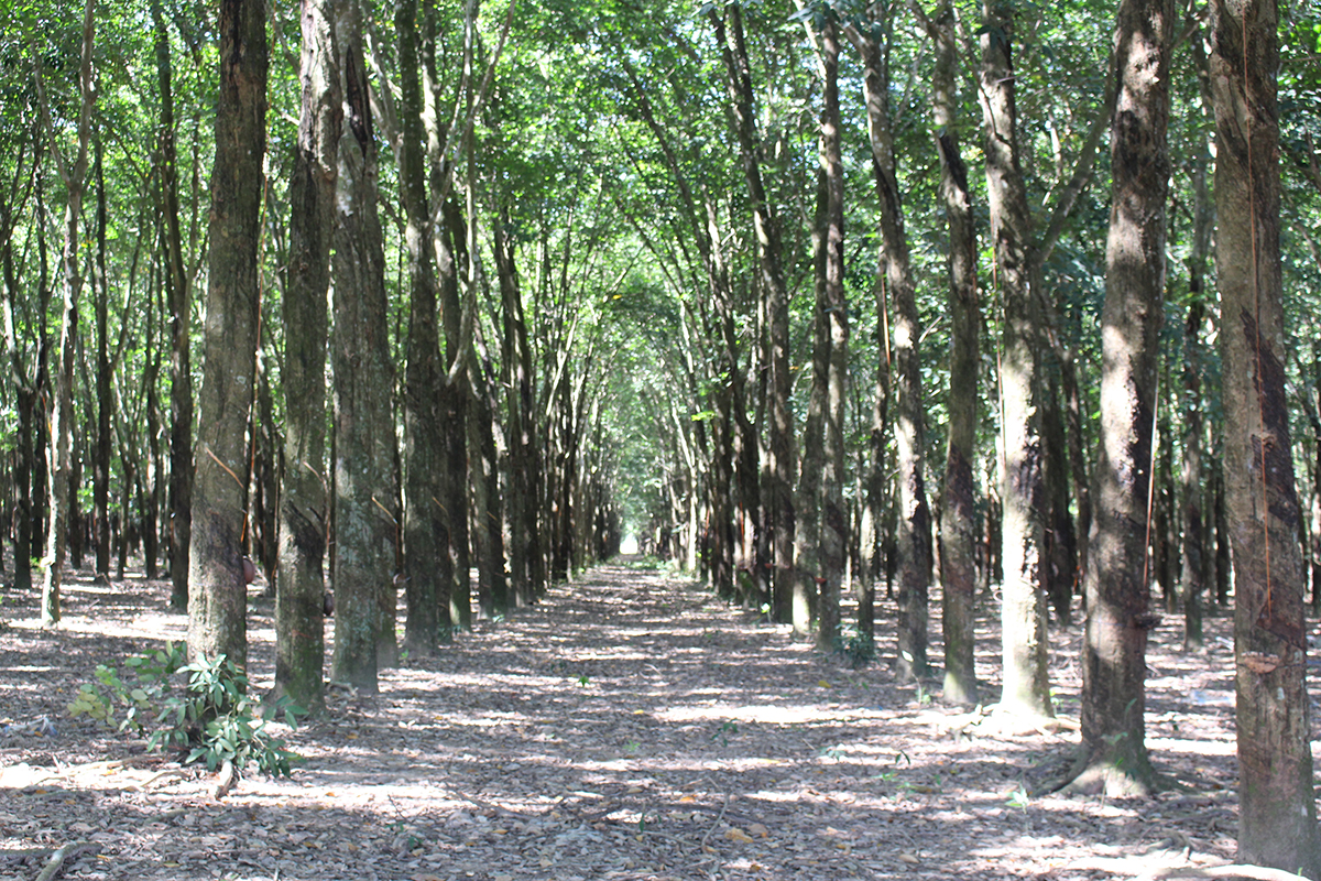 Thông báo đấu giá tài sản của Công ty cổ phần cao su Sông Bé